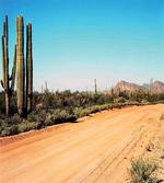 American Desert Cactus