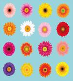Blooms Flowers