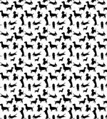 Monochorme Canine