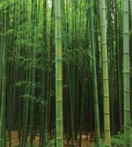 Exotic Bamboo Tree Forest