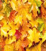 Wet Maple Leaves Nature