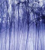 Winter Woodland Foggy