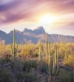 Saguaro Cactus and Mountain
