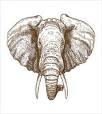 Animal Portrait