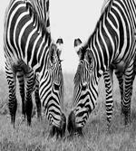Wildlife Burchell