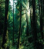 Sunset in Woods Trees