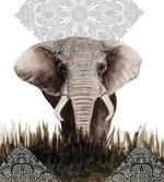 Elephant Animal