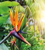 Bird of Paradise Flower