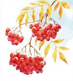 Ashberry in Snowy Winter