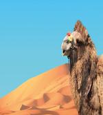 Camel Sand Dunes and Sky