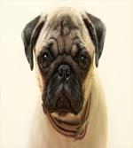Pure Bred Dog Photograph