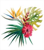 Wild Tropical Orchid