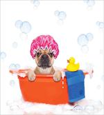 Dog Having a Bath Tub