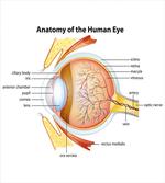 Eye Cornea Pupils