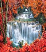 Botanic Fall Forest