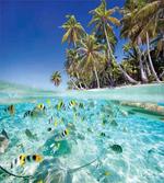 Exotic Island Underwater
