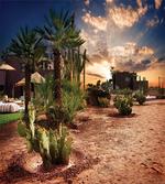 Majestic Sky Palm Trees