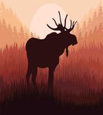 Forest Antlers Wild Deer