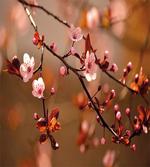 Sakura Flourishing