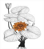 Water Lily