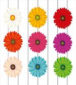 Vivid Petals on Stripe