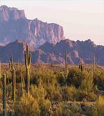 Cactus Mountain in Spring