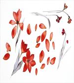 Autumn Flowers Petals