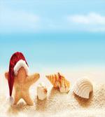 Starfish Exotic Beach