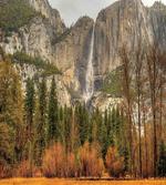Yosemite Falls Trees