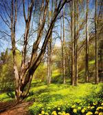 Spring Forest Flowers