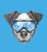 Skiing Cool Doggie