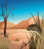 Desert Tropical Nature