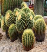 Golden Desert