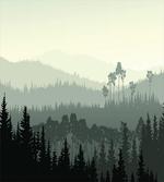 Valley Mystic Forest
