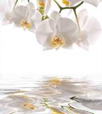 Magical Delicate Orchids