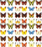 Butterflies Many Shapes