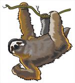 Lazy Sloth Bear Cartoon