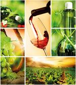 Wine Tasting Grapevine