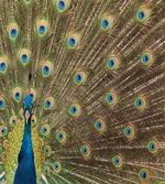 Peacock Making the Wheel