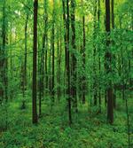 Spring Forest Bush Rural