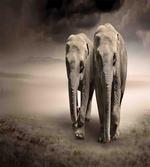 Pair of Animals Dust