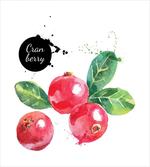 Aquarelle Cranberries