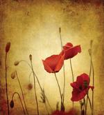 Poppy Flowers Bohemian
