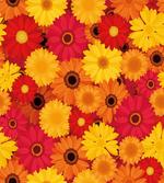 Warm Tones Flowers
