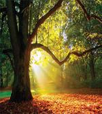 Oak Autumn Leaves Hazy