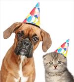 Funny Dog Scottish Cat