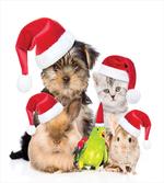 Christmas Theme Pets artwork