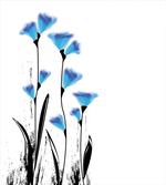 Flowers Tulips in Ombre