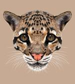 Baby Leopard Wild