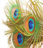 Modern Peacock Feathers